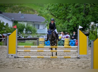 More ponies/small horses, Gelding, 4 years, 13,1 hh, Gray-Dark-Tan