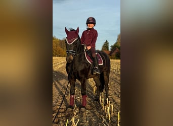 More ponies/small horses, Gelding, 4 years, 13,1 hh, Smoky-Black