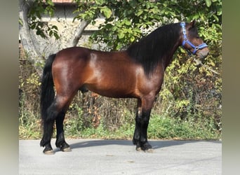 More ponies/small horses, Gelding, 4 years, 13,2 hh, Brown