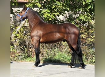 More ponies/small horses, Gelding, 4 years, 13,2 hh, Brown