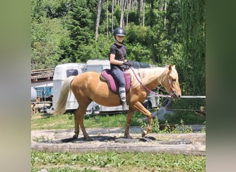 More ponies/small horses, Gelding, 4 years, 13,2 hh, Palomino