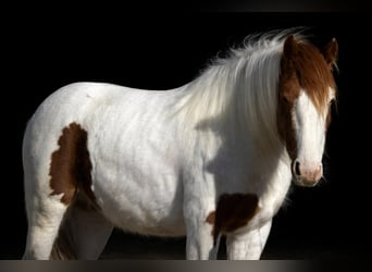 More ponies/small horses, Gelding, 4 years, 13,2 hh, Pinto