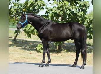 More ponies/small horses, Gelding, 4 years, 14.1 hh, Black More ponies/small horses, Gelding, 4 years, 14.1 hh, Black