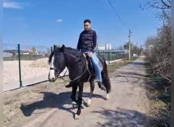 More ponies/small horses, Gelding, 4 years, 14.1 hh, Black