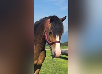 More ponies/small horses Mix, Gelding, 4 years, 14.1 hh, Buckskin