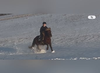 More ponies/small horses, Gelding, 4 years, 14.1 hh, Chestnut