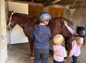 More ponies/small horses, Gelding, 4 years, 14.1 hh, Chestnut