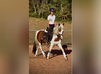 More ponies/small horses, Gelding, 4 years, 14.1 hh, Pinto