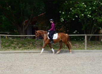 More ponies/small horses, Gelding, 4 years, 14.2 hh, Chestnut