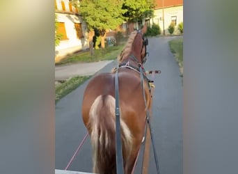 More ponies/small horses, Gelding, 4 years, 14.2 hh, Chestnut-Red