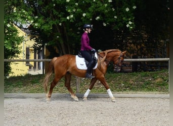 More ponies/small horses, Gelding, 4 years, 14.2 hh, Chestnut-Red