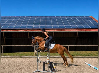 More ponies/small horses, Gelding, 4 years, 14.2 hh, Chestnut-Red