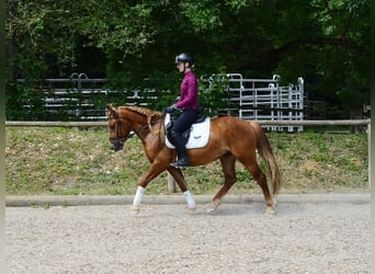 More ponies/small horses, Gelding, 4 years, 14.2 hh, Chestnut-Red