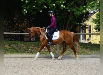 More ponies/small horses, Gelding, 4 years, 14.2 hh, Chestnut-Red