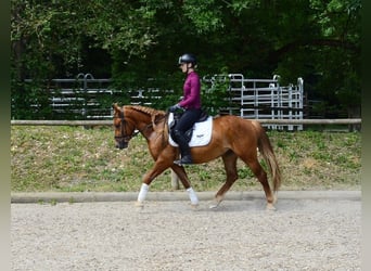 More ponies/small horses, Gelding, 4 years, 14.2 hh, Chestnut-Red