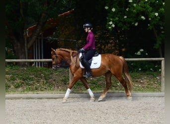 More ponies/small horses, Gelding, 4 years, 14.2 hh, Chestnut-Red