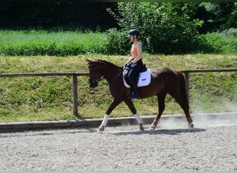 More ponies/small horses, Gelding, 4 years, 14.3 hh, Chestnut-Red