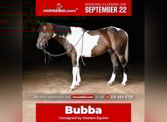 More ponies/small horses Mix, Gelding, 4 years, 14 hh, Pinto