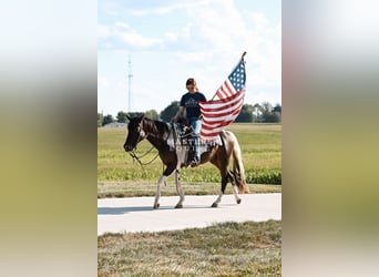 More ponies/small horses Mix, Gelding, 4 years, 14 hh, Pinto