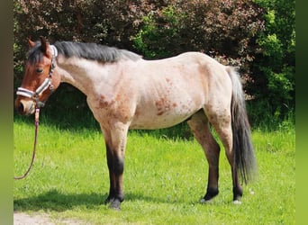 More ponies/small horses, Gelding, 4 years, 14,1 hh, Brown