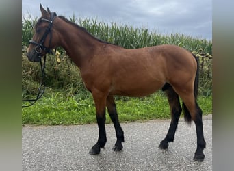 More ponies/small horses, Gelding, 4 years, 14,1 hh, Brown-Light