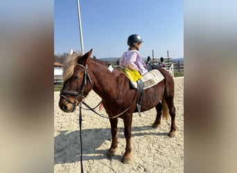 More ponies/small horses, Gelding, 4 years, 14,1 hh, Chestnut