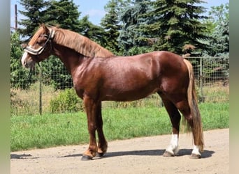 More ponies/small horses Mix, Gelding, 4 years, 14,1 hh, Chestnut