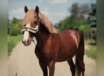 More ponies/small horses Mix, Gelding, 4 years, 14,1 hh, Chestnut