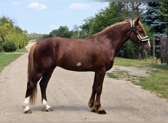 More ponies/small horses Mix, Gelding, 4 years, 14,1 hh, Chestnut