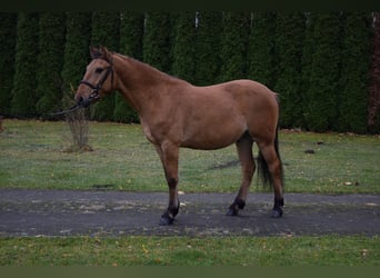 More ponies/small horses, Gelding, 4 years, 14,1 hh, Dun