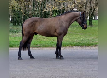 More ponies/small horses, Gelding, 4 years, 14,2 hh, Brown
