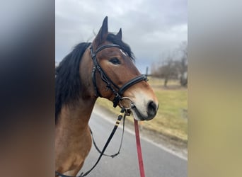 More ponies/small horses, Gelding, 4 years, 14,2 hh, Brown-Light