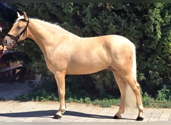 More ponies/small horses, Gelding, 4 years, 14,2 hh, Palomino