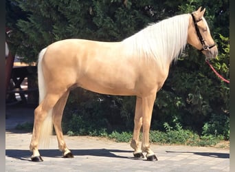 More ponies/small horses, Gelding, 4 years, 14,2 hh, Palomino
