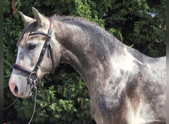 More ponies/small horses, Gelding, 4 years, 14,2 hh, Pinto