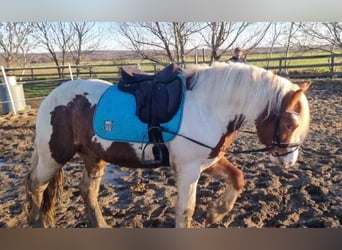 More ponies/small horses, Gelding, 4 years, 14,2 hh, Pinto