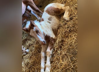 More ponies/small horses, Gelding, 4 years, 14,2 hh, Pinto