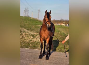 More ponies/small horses, Gelding, 4 years, 14,3 hh, Brown