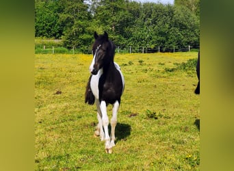 More ponies/small horses Mix, Gelding, 4 years, 14,3 hh, Pinto