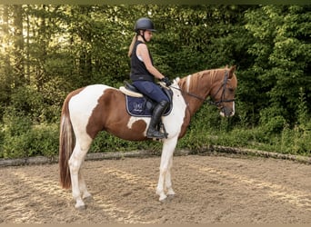 More ponies/small horses, Gelding, 4 years, 15.1 hh, Pinto