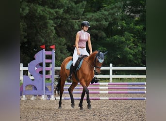 More ponies/small horses, Gelding, 4 years, 15 hh, Brown