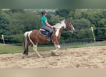 More ponies/small horses, Gelding, 4 years, 15 hh, Pinto