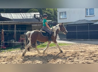 More ponies/small horses, Gelding, 4 years, 15 hh, Pinto
