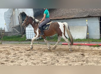 More ponies/small horses, Gelding, 4 years, 15 hh, Pinto