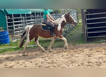 More ponies/small horses, Gelding, 4 years, 15 hh, Pinto