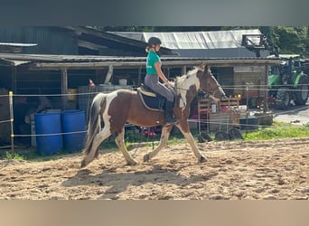 More ponies/small horses, Gelding, 4 years, 15 hh, Pinto