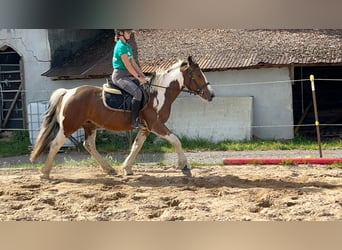 More ponies/small horses, Gelding, 4 years, 15 hh, Pinto