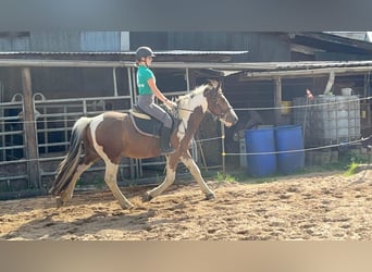 More ponies/small horses, Gelding, 4 years, 15 hh, Pinto