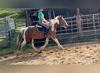More ponies/small horses, Gelding, 4 years, 15 hh, Pinto