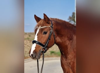 More ponies/small horses, Gelding, 4 years, 15,1 hh, Chestnut-Red